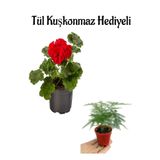 Serada Decor & Plant Kırmızı Sardunya Fidanı, Tül Kuşkonmaz Hediyeli