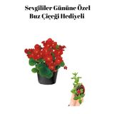 Serada Decor & Plant Kırmızı Şeker Begonya Çiçeği, Buz Çiçeği Hediyeli
