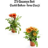 Serada Decor Plant Kırmızı-Turuncu Sarı Gazanya Çiçeği 2 Adet Saksılı 10-20CM Balkon/teras Çiçeği