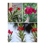 serada decor & plant Kırmızı Zakkum Çiçeği, 70-100 cm, 1 Adet Tüplü Fidanı