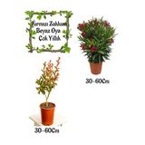 Serada Decor & Plant Kırmızı Zakkum Çiçeği, Beyaz Oya Ağacı Saksılı Bahçe Seti, 30-60cm