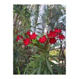 serada decor & plant Kırmızı Zakkum Çiçeği Fidanı, 30-60 cm, Saksılı, Nerium Oleander