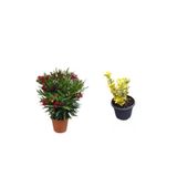 Serada Decor & Plant Kırmızı Zakkum Çiçeği Fidanı + Altuni Taflan 2'li Set, Çok Renkli