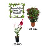Serada Decor & Plant Kırmızı Zakkum Çiçeği ve Kırmızı Oya Ağacı Saksılı Bahçe Seti, 30-60 cm