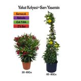 Serada Decor & Plant Kırmızı Zakkum Fidanı + Sarı Yasemin Çiçeği Fidanı 2'li Bahçe Peyzaj Seti
