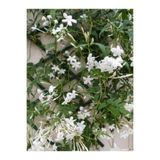 Serada Decor & Plant Kokulu Arap Yasemini, 50-70 cm, 1 Adet Saksılı Dış Mekan Süs Bitkisi, Jasminum Sambac, Beyaz