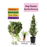 serada decor & plant Kokulu Arap Yasemini, Amerikan Sarmaşığı, Kurdele Çiçeği 3'lü Bahçe Seti
