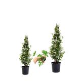 Serada Decor & Plant Kokulu Arap Yasemini Fidanı, 2 Adet Saksılı + İtır Çiçeği Hediye, 3'lü Peyzaj Seti, 40-80 cm