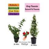 Serada Decor & Plant Kokulu Arap Yasemini, Katmerli Ful Yasemin, Mini Kırmızı Gül Hediyeli 3'lü Bahçe Seti