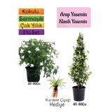 serada decor & plant Kokulu Arap Yasemini, Klasik Yasemini, Kurdele Çiçeği 3'lü Bahçe Seti