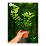 serada decor & plant Kokulu Arap Yasemini Sarmaşığı Fidanı, Rhyncospermum Jasminoides, Çiçekli Bitki, Saksılı, 30-40 cm
