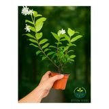 serada decor & plant Kokulu Arap Yasemini Sarmaşığı Fidanı, Rhyncospermum Jasminoides, Çiçekli Bitki, Saksılı, 30-40 cm