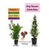 Serada Decor Plant Kokulu Arap Yasemini+Defne Çalısı+Mini Gül Hediyeli 3'lü Bahçe Seti