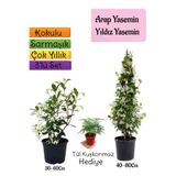 serada decor & plant Kokulu Arap Yasemini+Yıldız Yasemin Fidanı+Tül Kuşkonmaz 3'lü Peyzaj Seti