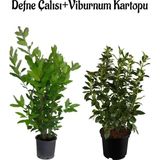 Serada Decor Plant Kokulu Defne Çalısı Fidanı+Viburnum Kartopu Çiçeği 2'li Set Saksılı Bahçe Bitkisi