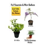 serada decor & plant Kokulu Ful Yasemin Çiçeği, Mor Salkım Ağacı Fidanı, Tül Kuşkonmaz Hediyeli Peyzaj Seti, Çok Renkli