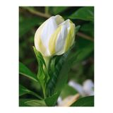 serada decor & plant Kokulu Gardenya Çiçeği, 30-40 cm, Saksılı İç Mekan Bitkisi