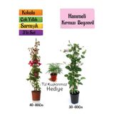 Serada Decor & Plant Kokulu İzmir Yasemini, Kokulu Hanımeli Çiçeği, Tül Kuşkonmaz 3'lü Peyzaj Seti, Çok Renkli