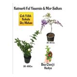 Serada Decor & Plant Kokulu Katmerli Ful Yasemin Çiçeği, Mor Salkım Ağacı Fidanı, Buz Çiçeği Hediyeli Peyzaj Seti, Çok Renkli