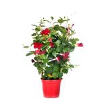 serada decor plant Kokulu Kırmızı Renk Mandevilla Sarmaşığı Sevgililer Gününe Özel Tül Kuşkonmaz HEDİYELİ