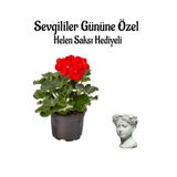 Serada Decor & Plant Kokulu Kırmızı Sardunya Çiçeği, Helen Saksı Hediyeli
