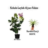 serada decor & plant Kokulu Leylak Ağacı Fidanı Saksılı, 30-60 cm, Telgraf Çiçeği Hediye
