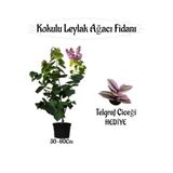 serada decor & plant Kokulu Leylak Ağacı Fidanı Saksılı, 30-60 cm, Telgraf Çiçeği Hediyeli