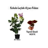 serada decor & plant Kokulu Leylak Ağacı Fidanı Saksılı, 30-60 cm, Yaprak Güzeli Çiçeği Hediyeli