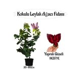 serada decor & plant Kokulu Leylak Ağacı Fidanı Saksılı 30-60cm, Yaprak Güzeli Çiçeği Hediye