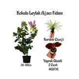 serada decor & plant Kokulu Leylak Ağacı Fidanı Saksılı 30-60cm, Yaprak Güzeli ve Kurdele Çiçeği Hediye
