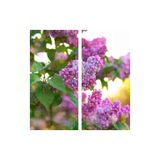 serada decor & plant Kokulu Leylak Çiçeği Fidanı, 30-50 cm, Saksılı, Syringa