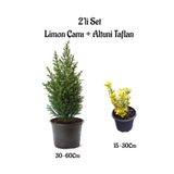 serada decor & plant Kokulu Limon Çamı + Altuni Taflan 2'li Set Saksılı Bahçe Bitkisi, 30-60cm ve 15-30cm