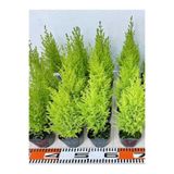 serada decor plant Kokulu Limon Çamı Fidanı 40 Adet Tüplü 15-30cm (Hesperocyparis macrocarpa)