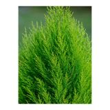 serada decor & plant Kokulu Limon Çamı Limoni Servi, 30-40 cm, Saksılı Dış Mekan Ağacı, Cupressus Macrocarpa, Yeşil