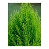 serada decor & plant Kokulu Limon Çamı Limoni Servi, 30-40 cm, Saksılı Dış Mekan Ağacı, Cupressus Macrocarpa, Yeşil