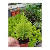 Serada Decor & Plant Kokulu Limoni Servi Fidanı, Sarı Renk, 10 Adet, 15-25 cm, Tüplü Çit Ağacı