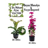 Serada Decor & Plant Kokulu Manolya Ağacı, Fuşya Begonvil Saksılı Bahçe Seti, 2 Adet