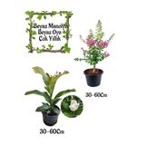 Serada Decor & Plant Kokulu Manolya Ağacı + Pembe Oya Ağacı Bahçe Seti, 30-60cm, Saksılı