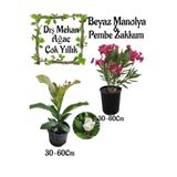 serada decor & plant Kokulu Manolya Ağacı, Pembe Zakkum Bahçe Seti, 30-60 cm, Saksılı