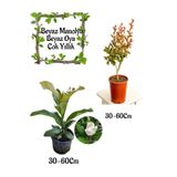 Serada Decor & Plant Kokulu Manolya Ağacı ve Beyaz Oya Ağacı Saksılı Bahçe Seti, 30-60 cm