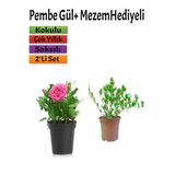 serada decor & plant Kokulu Pembe Gül Fidanı, 15-25 cm, Mezem Hediyeli, Çok Renkli, 2'li Set