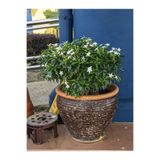 Serada Decor & Plant Kokulu Yasemin Çiçeği, Beyaz, 50-80 cm, Dış Mekan Sarmaşık Bitkisi