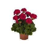 serada decor & plant Koyu Kırmızı Sardunya Çiçeği Fidanı, 10-20 cm
