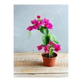 Serada Decor & Plant Koyu Pembe Begonvil, 30-60 cm, 1 Adet Saksılı Çiçekli Bahçe Teras Bitkisi