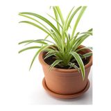 serada decor & plant Kurdele Çiçeği 20-40 cm Salon Dekoratif Çiçeği