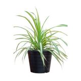Serada Decor & Plant Kurdele Çiçeği Bol Köklü Saksılı Salon Ofis Çiçeği 20-40cm