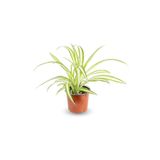 serada decor & plant Kurdele Çiçeği Chlorophytum Comosum Variegatum, Canlı İç Mekan Bitki