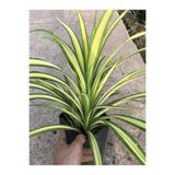 serada decor & plant Kurdele Çiçeği Saksılı 30-40cm, Chlorophytum Comosum, 1 Adet