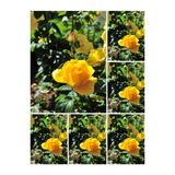 serada decor & plant Landora Gül Sarı Renkli, 30-60 cm, 1 Adet Saksılı Aşılı Gül Fidanı
