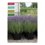 serada decor & plant Lavanta Fidanı İngiliz Lavandula angustifolia Hidcote, Saksıda Kokulu, Çiçek Açan, Çalı